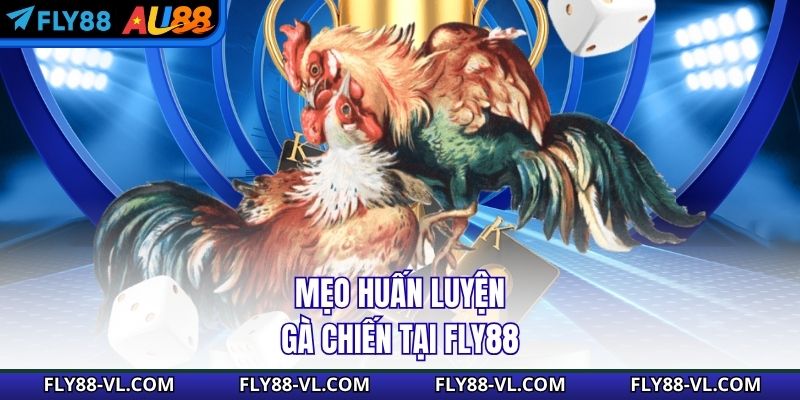 Mẹo huấn luyện gà chiến tại Fly88